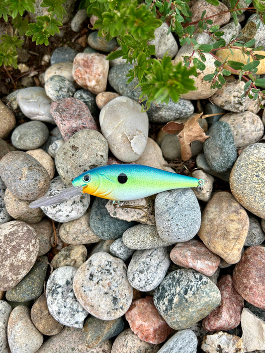 Sexy Sunfish Sugar Crankbait